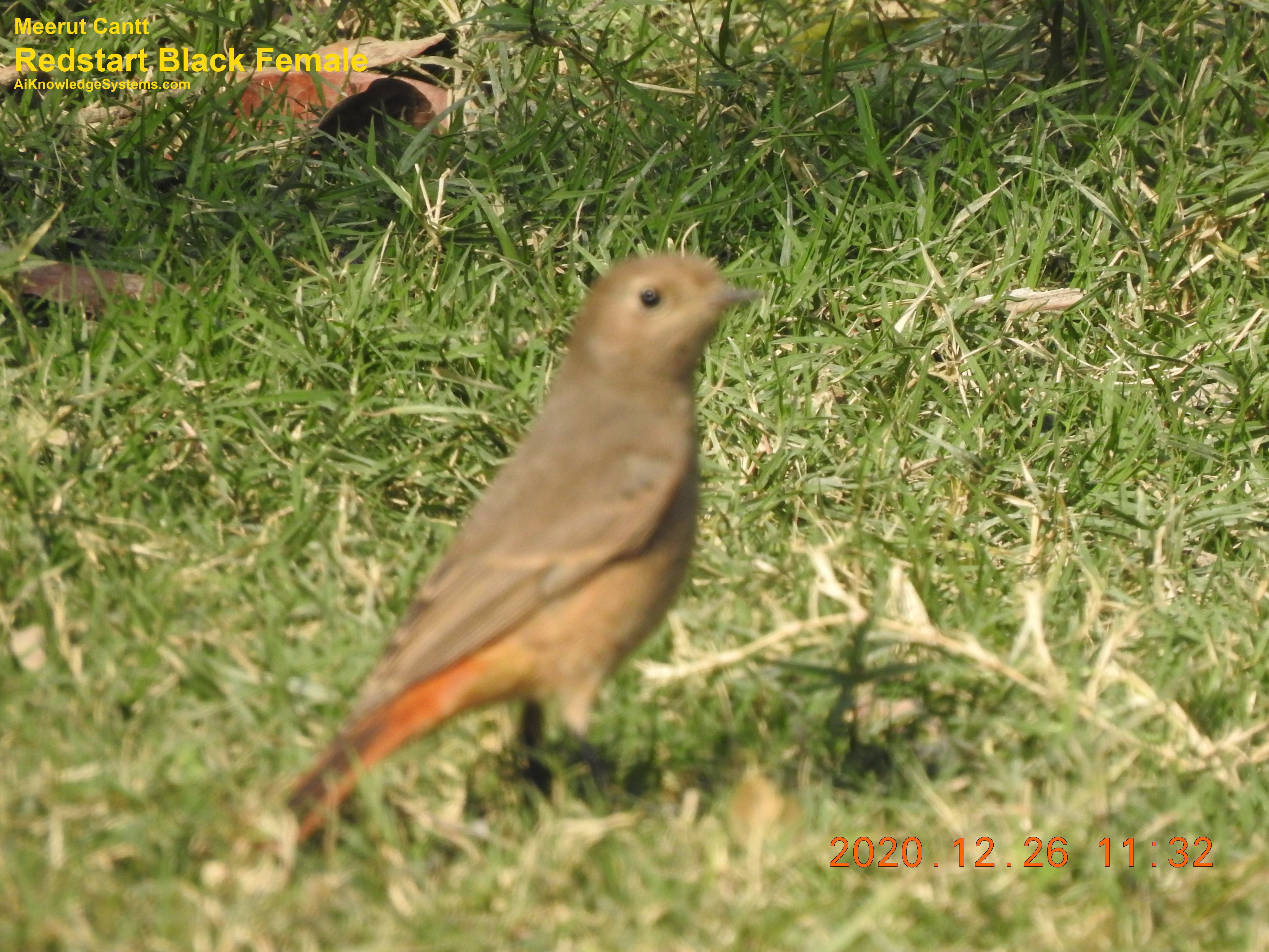 Redstart (21) Coming Soon